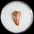 Bargain Raptor Tooth From Morocco - #7439-1